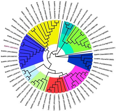 Overexpression of NPR1 in Brassica juncea Confers Broad Spectrum Resistance to Fungal Pathogens